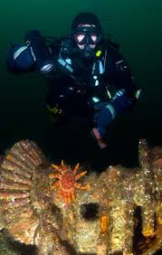 Image result for Luton British Sub Aqua Club