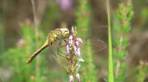 Attēlu rezultāti vaicājumam “Sympetrum sanguineum female”