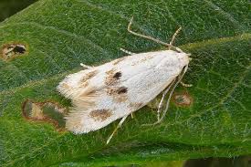 Attēlu rezultāti vaicājumam “Elachista maculicerusella”