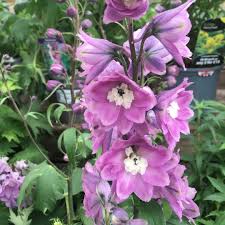 Image result for Delphinium