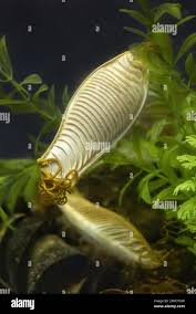 Image result for Cephaloscyllium laticeps