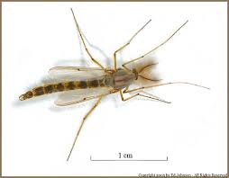 Attēlu rezultāti vaicājumam “Chironomidae”