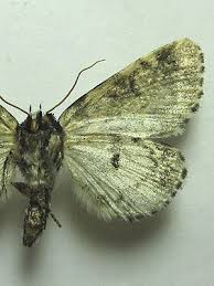 Attēlu rezultāti vaicājumam “Moma alpium”