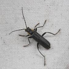 Attēlu rezultāti vaicājumam “Cantharis obscura”