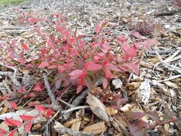 Attēlu rezultāti vaicājumam “Vaccinium angustifolium”