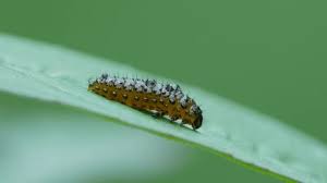 Attēlu rezultāti vaicājumam “Abraxas sylvata larva”