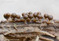 Attēlu rezultāti vaicājumam “Trichia crateriformis spores”