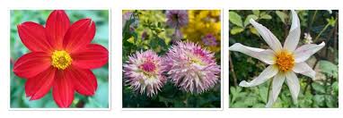 Image result for Dahlia x pinnata `Decorative Giants`