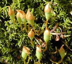 Attēlu rezultāti vaicājumam “Plagiomnium undulatum sporophyte”