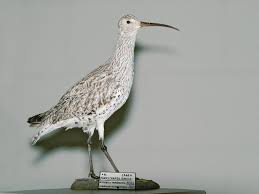 Image result for Numenius tenuirostris