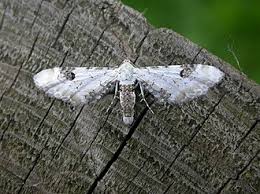 Attēlu rezultāti vaicājumam “Eupithecia centaureata”