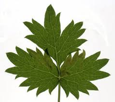 Attēlu rezultāti vaicājumam “Pimpinella saxifraga leaf”