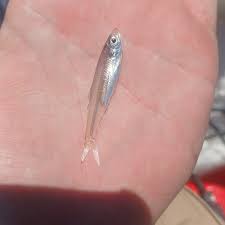 Image result for Chelon richardsonii