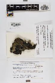 Attēlu rezultāti vaicājumam “Parmeliella triptophylla”