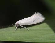 Attēlu rezultāti vaicājumam “Elachista argentella”