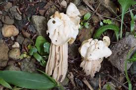 Attēlu rezultāti vaicājumam “Helvella crispa”