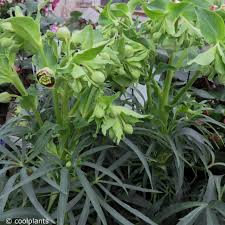Image result for Helleborus foetidus