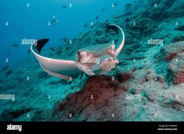 Image result for Aetomylaeus bovinus