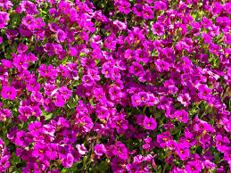 Image result for Aubrieta hybrida (cultorum)