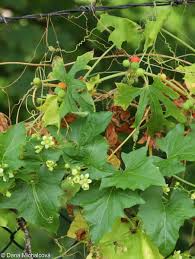 Attēlu rezultāti vaicājumam “Bryonia alba leaf”