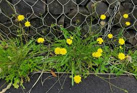Attēlu rezultāti vaicājumam “Hypochaeris radicata fruit”