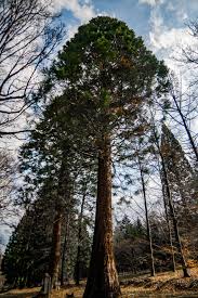 Image result for Mammutbaum