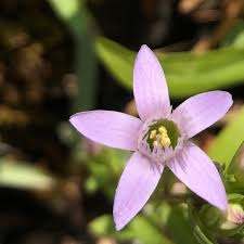 Attēlu rezultāti vaicājumam “Gentianella amarella”