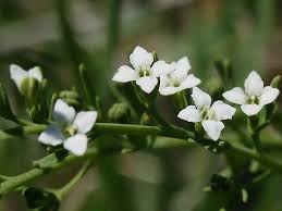 Attēlu rezultāti vaicājumam “Thesium alpinum”