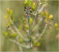 Attēlu rezultāti vaicājumam “Lestes dryas male”