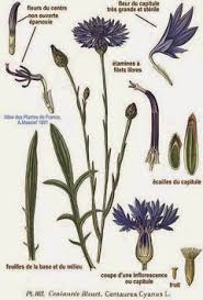 Attēlu rezultāti vaicājumam “Cyanus segetum”