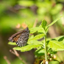 Attēlu rezultāti vaicājumam “Oeneis jutta underside”