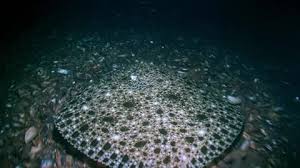 Image result for Scophthalmus maximus