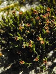 Attēlu rezultāti vaicājumam “Schistidium apocarpum”