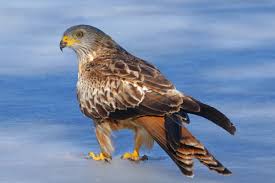 Image result for Milvus milvus