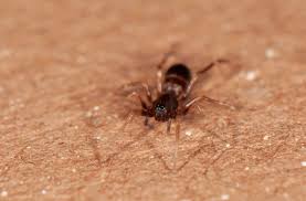 Attēlu rezultāti vaicājumam “Micarea sp.”