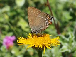 Attēlu rezultāti vaicājumam “Satyrium ilicis”