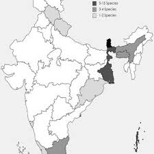 Attēlu rezultāti vaicājumam “Cinclidotus danubicus cells”