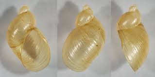 Attēlu rezultāti vaicājumam “Comatricha ellae macro”