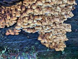 Attēlu rezultāti vaicājumam “Antrodia macra”