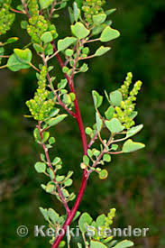 Attēlu rezultāti vaicājumam “Chenopodiaceae”