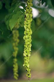 Attēlu rezultāti vaicājumam “Pterocarya fraxinifolia flower”