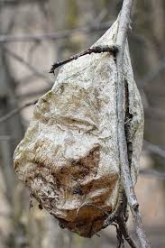 Attēlu rezultāti vaicājumam “cocoon”