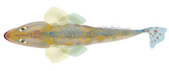 Image result for Platycephalus richardsoni