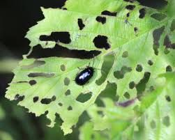 Attēlu rezultāti vaicājumam “Agelastica alni larva”