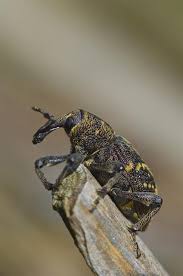 Attēlu rezultāti vaicājumam “Hylobius abietis”