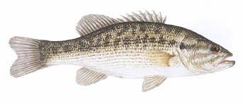 Image result for Micropterus