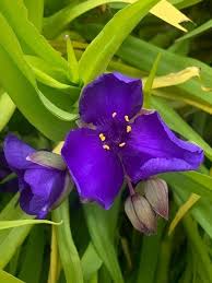 Attēlu rezultāti vaicājumam “Tradescantia virginiana flower”