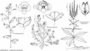 Attēlu rezultāti vaicājumam “Veronica persica flower”