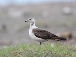 Attēlu rezultāti vaicājumam “Stercorarius parasiticus”