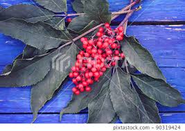 Attēlu rezultāti vaicājumam “Sambucus racemosa fruit”